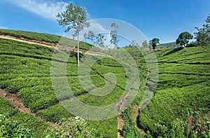 Tea plantations on beautiful landscape with trees and lush of green hills. Sri Lanka environment