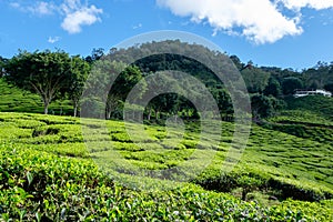 Tea plantations with blue sky in Cameron Highlands