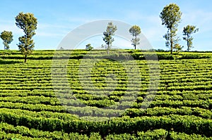 Tea plantations with the blue sky, Sri Lanka