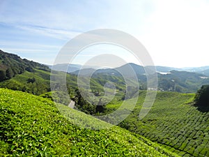 Tea plantations Brinchang Cameron Highlands Malaysia