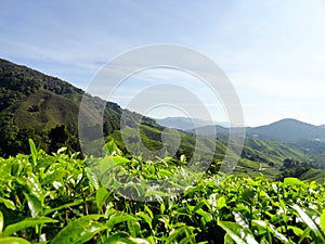 Tea plantations Brinchang Cameron Highlands Malaysia