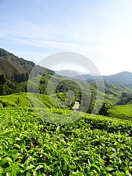 Tea plantations Brinchang Cameron Highlands Malaysia