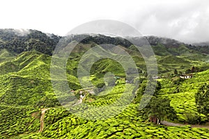 Tea plantations in the Cameron Highlands