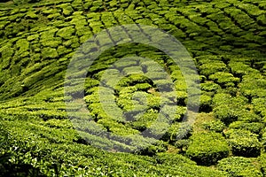 Tea plantations, cameron highlands
