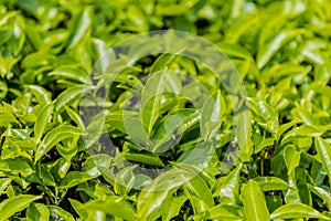 Tea plantations in the cameron highlands in Malaysia