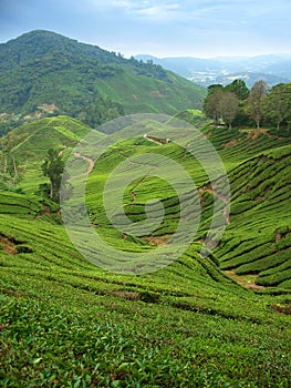 Tea plantations in Cameron Highlands, Malaysia,vertical