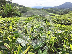 Tea plantation terraces in Malaysia photo