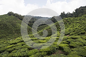 Tea plantations on Cameron Highlands. Tanah Rata, Malaysia.