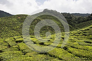 Tea plantations on Cameron Highlands. Tanah Rata, Malaysia.