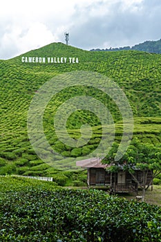 Tea plantations Cameron Valley. Green hills in the highlands of Malaysia. Tea production. Green bushes of young tea