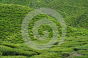 Tea plantations Cameron Valley. Green hills in the highlands of Malaysia. Tea production. Green bushes of young tea