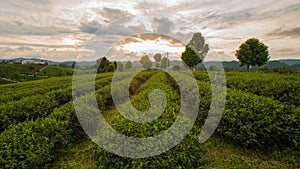 Tea Plantations at ChangRai Highlands, Thailand