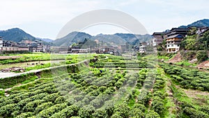 tea plantations in Chengyang village