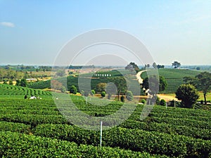 Tea plantations in Chiang rai