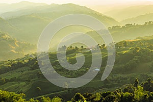 Tea Plantations at Chiang Rai Thailand