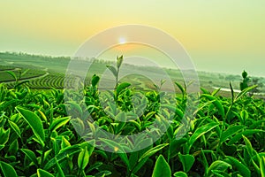 Tea Plantations photo