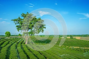 Tea Plantations in chiangrai. photo