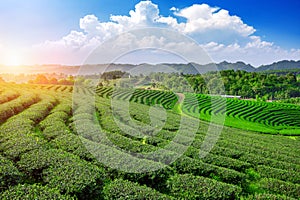 Tea Plantations in chiangrai.