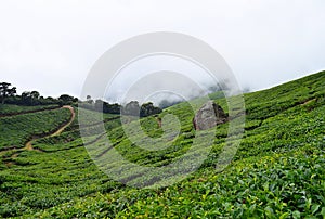 Tea Plantations with Cloudy Hills near Munnar, Kerala, India