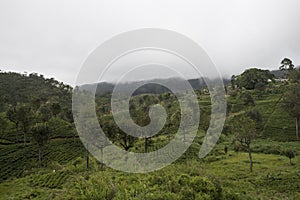 Tea plantations. Ella, Sri Lanka.