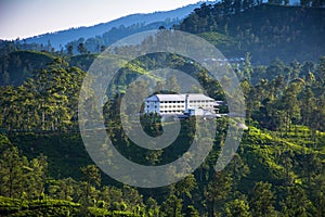 Tea plantations in Ella, Sri Lanka photo