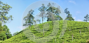 Tea plantations and eucalyptus plantings for flavoring and saucing tea