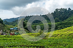 Tea plantations fields on hillside highland. Landscape view along the mountain that crosses the agriculture farm and rural village