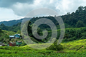 Tea plantations fields on hillside highland. Landscape view along the mountain that crosses the agriculture farm and rural village