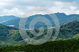 Tea plantations fields on hillside. Landscape view along the mountain that crosses the agriculture farm and rural village