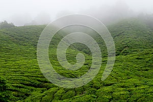 Tea plantations with fog in Cameron Highlands, Malaysia