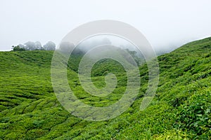 Tea plantations with fog in Cameron Highlands, Malaysia