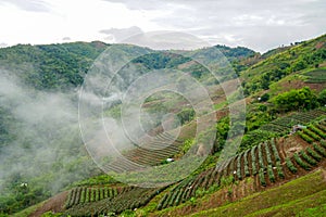 Tea plantations in Fog, cloud