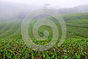 Tea plantations with fog nearby Cameron Highlands, Malaysia