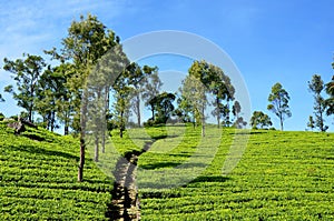 Tea plantations, Haputale, Sri Lanka photo