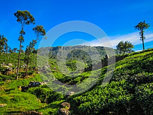 The tea plantations at Haputale, Sri Lanka, tea plantations in morning light