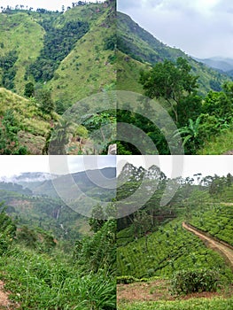 Tea plantations high in the mountains in a tropical summer climate to illustrate travel or vacation tour