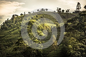 Tea plantations hill fields trees vibrant sunset landscape in Asian Sri Lanka Nuwara Eliya surroundings