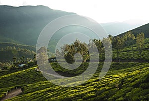 Tea plantations in hills near Munnar, Kerala, India.