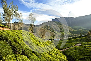 Tea plantations in hills near Munnar, Kerala, India.