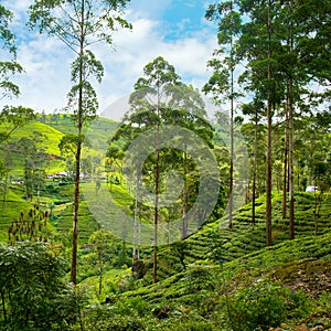 tea plantations on the hills. Sri Lanka