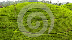 Tea plantations on the hillsides in the mountains of Sri Lanka.