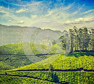 Tea plantations in India