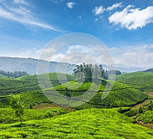 Tea plantations in India