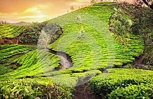 Tea plantations in India