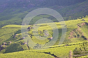 Tea plantations in India with beautiful landscape