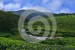 Tea plantations in India. Stunning views of green hills with blue sky.