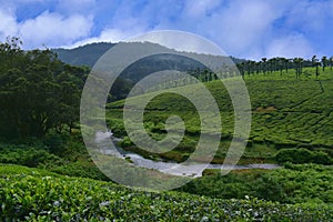 Tea plantations in India. Stunning views of green hills with blue sky. photo