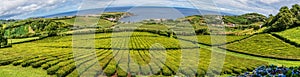 Tea plantations on the island of Sao Miguel in the Azores, Portugal