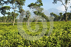 Tea plantations at Java, Indonesia