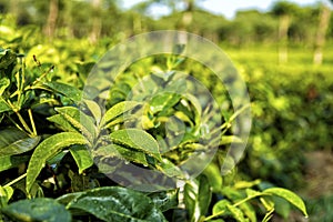 Tea plantations at Java, Indonesia